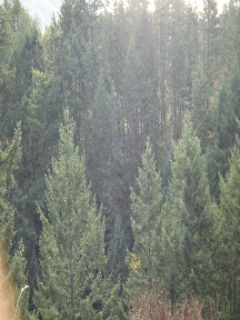 Dense forest